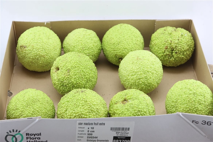<h4>Sier Maclura Fruit Extra</h4>