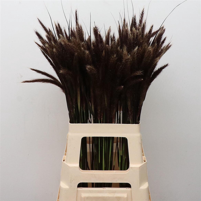 <h4>Penni Ad Rubrum</h4>