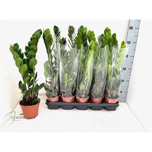 Zamioculca Zamiifolia 2-3