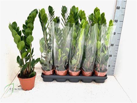 <h4>Zamioculca Zamiifolia 2-3</h4>