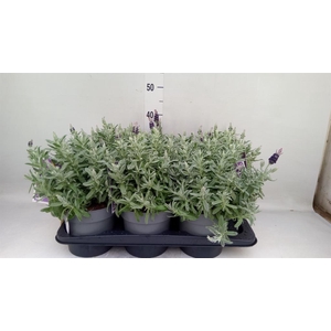 Lavandula stoec. 'Flirt'