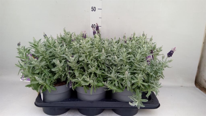 <h4>Lavandula stoec. 'Flirt'</h4>