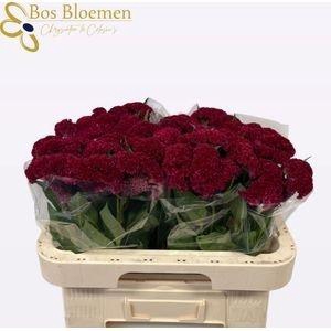 CEL C REPRISE VELVET