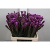 Liatris Spicata