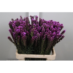 Liatris Spicata
