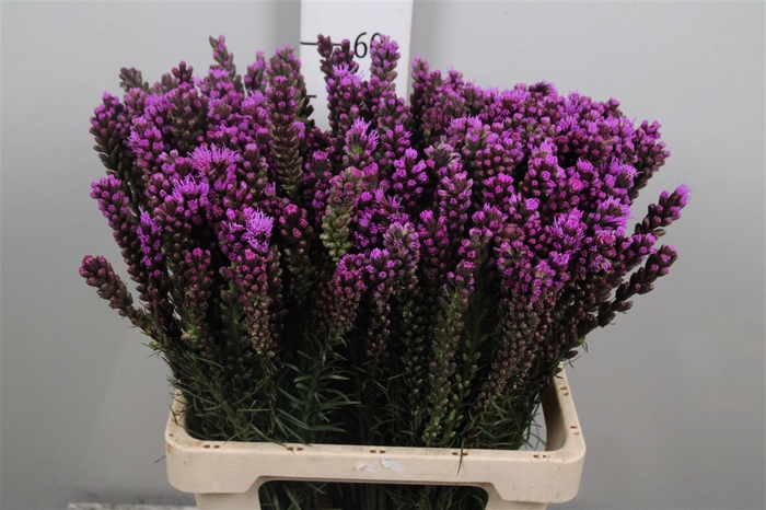 <h4>Liatris Spicata</h4>