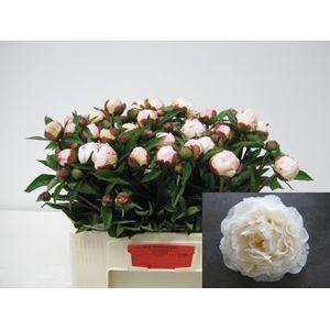 PAEO L GARDENIA
