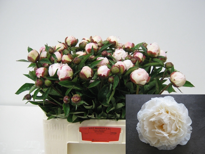 <h4>PAEO L GARDENIA</h4>