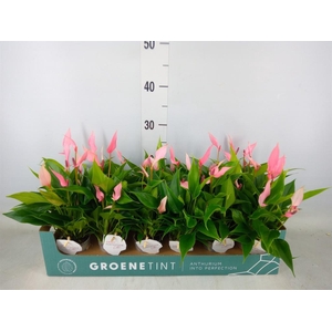 Anthurium andr. 'Lilli'