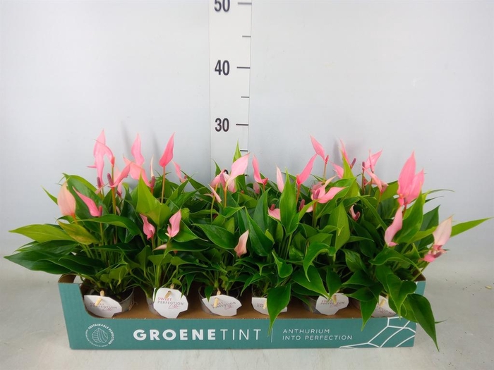 <h4>Anthurium andr. 'Lilli'</h4>