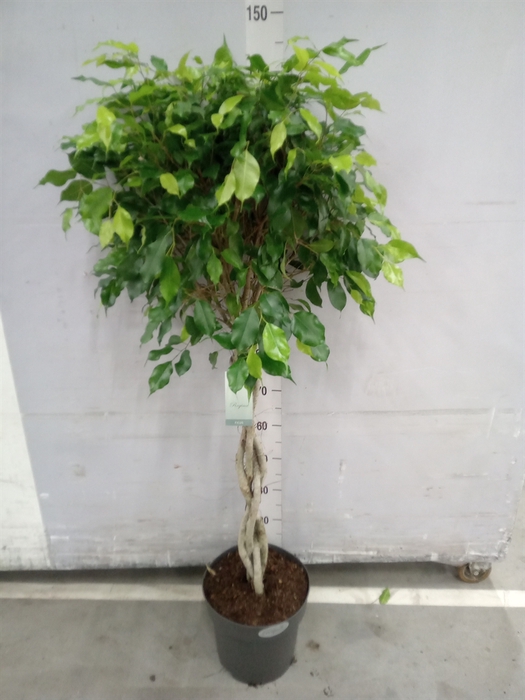 <h4>Ficus benja. 'Exotica'</h4>