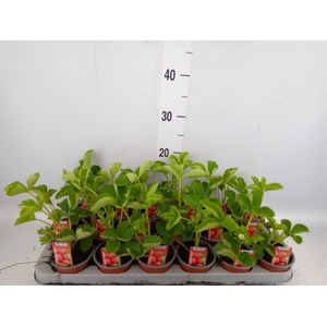 Fragaria   ...