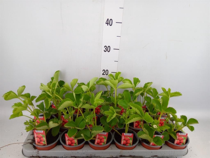 <h4>Fragaria   ...</h4>