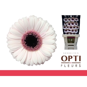 Germini Abby Lou Diamond