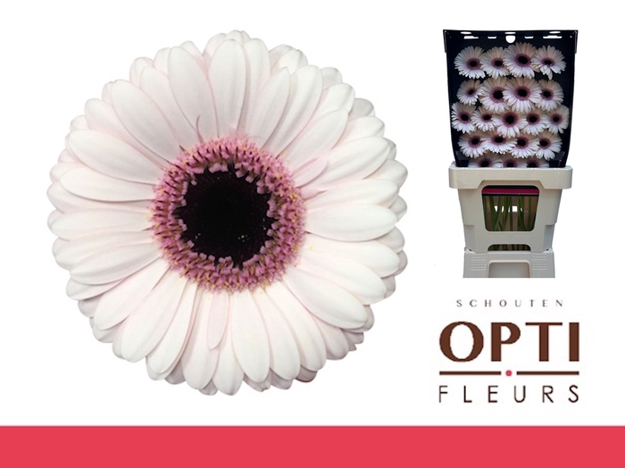 <h4>Germini Abby Lou Diamond</h4>