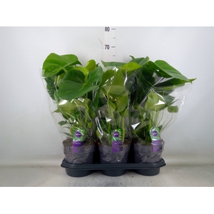 Monstera delic.