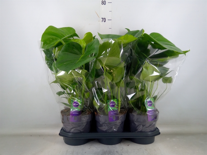 <h4>Monstera delic.</h4>