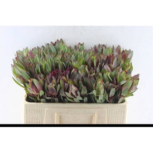LEUCAD SENORITA