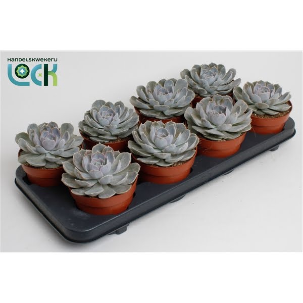 <h4>Echeveria Minima</h4>