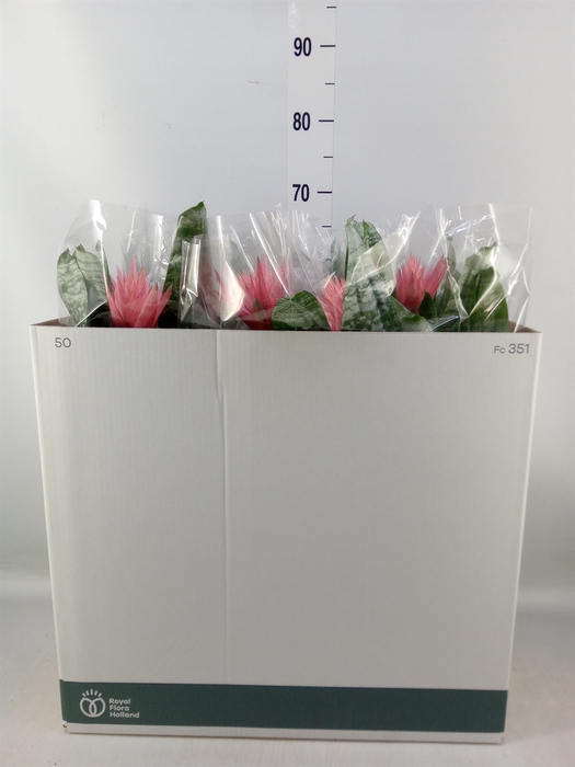 <h4>Aechmea fasciata 'Primera'</h4>