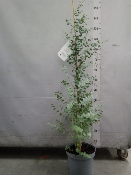 <h4>Eucalyptus gunnii</h4>