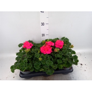 Pelargonium zona.   ...F1