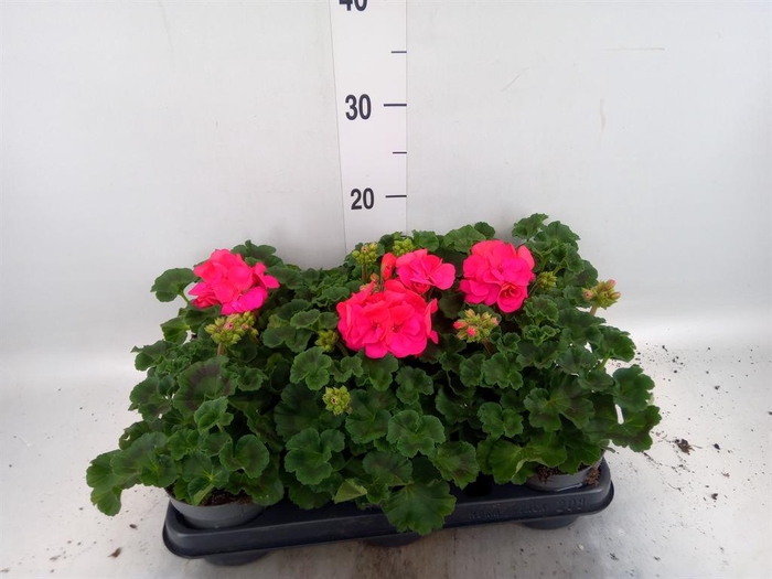 <h4>Pelargonium zona.   ...F1</h4>