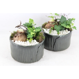 arr4 Amaryllis PL - Ker. schaaltje groen x4