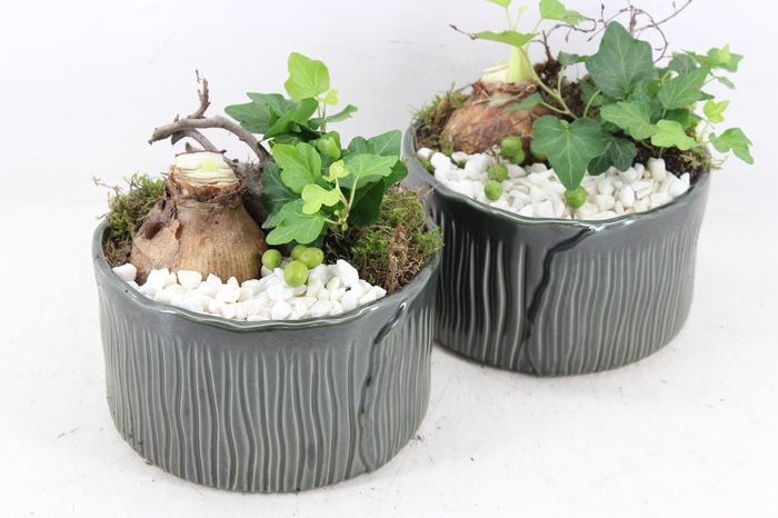<h4>arr4 Amaryllis PL - Ker. schaaltje groen x4</h4>
