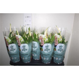 Spathiphyllum 'bellini'