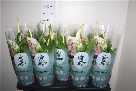 <h4>Spathiphyllum 'bellini'</h4>