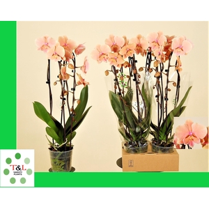 Big Lip Special Zalm Cascade 2 Tak