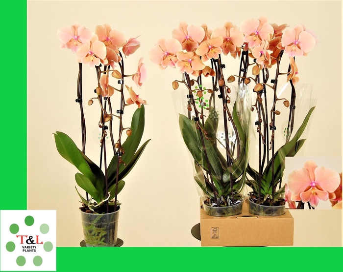 <h4>Big Lip Special Zalm Cascade 2 Tak</h4>