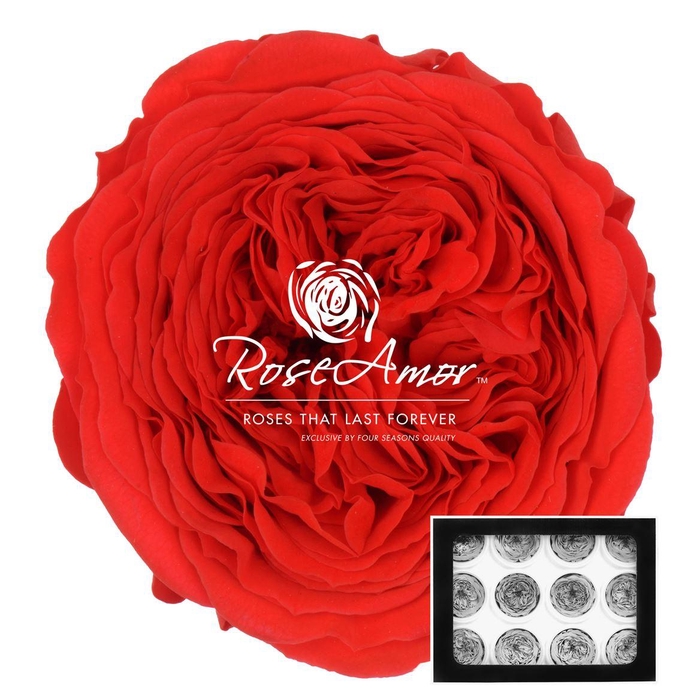 <h4>Amelia Ora03</h4>