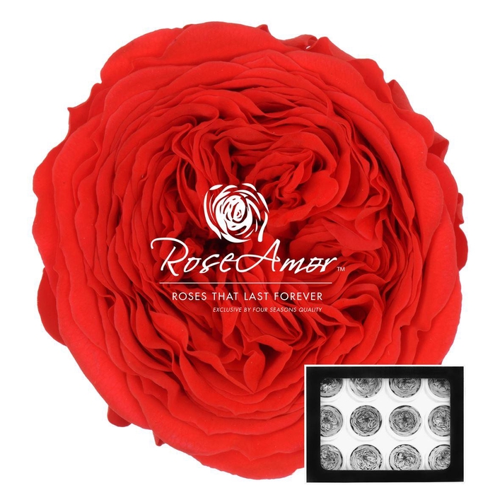 <h4>Amelia Ora03</h4>