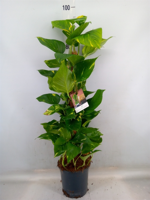 <h4>Epipremnum pinn.   ...moss stick</h4>