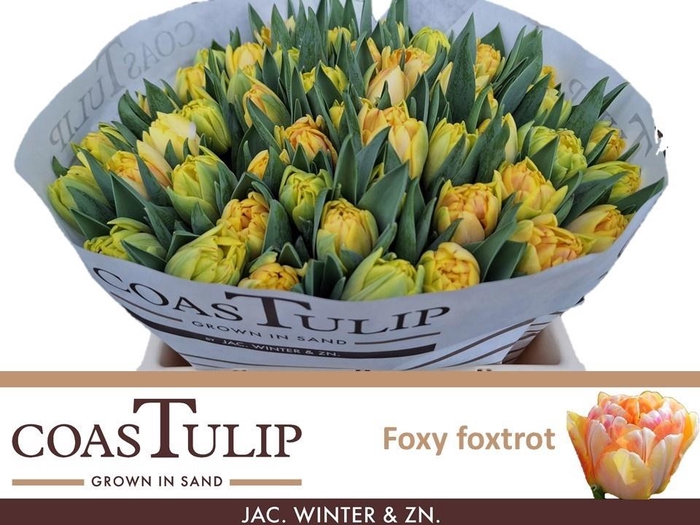 <h4>TU DU FOXY FOXTROT</h4>