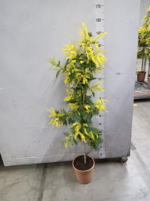 <h4>Mimosa pudica</h4>