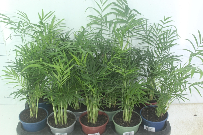 <h4>ARECA BAMBU P11</h4>