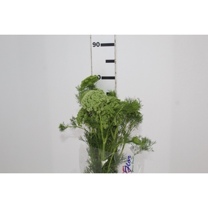 AMMI MAJUS GREEN MIST 070 CM