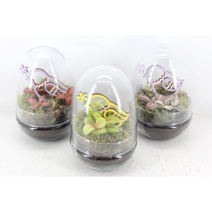 arr3 WR - Terrarium Oeuf x6 easter
