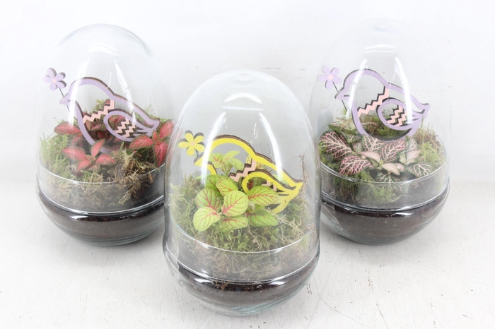 <h4>arr3 WR - Terrarium Oeuf x6 easter</h4>