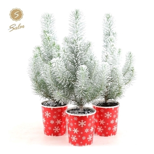 Pinus pinea 'Silver Crest' P10,5 in Cup X-mas Deco + Snow