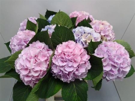 <h4>Hydr M Verena Pastel</h4>