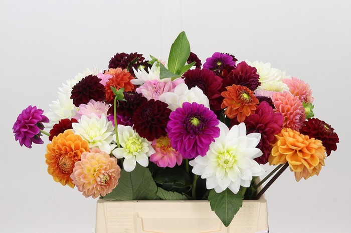 <h4>Dahlia Gemengd in bos</h4>