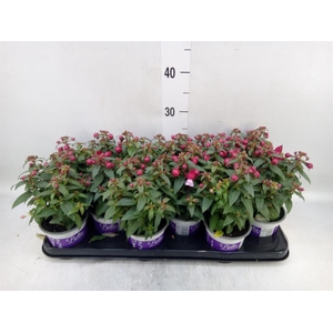 Fuchsia  'Bella Fuchsia Sacha'