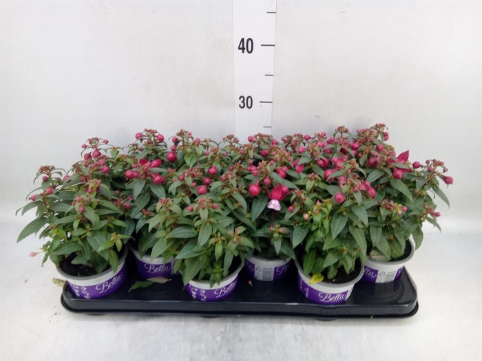 <h4>Fuchsia  'Bella Fuchsia Sacha'</h4>