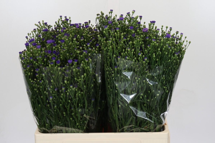 <h4>Aster Casamare</h4>