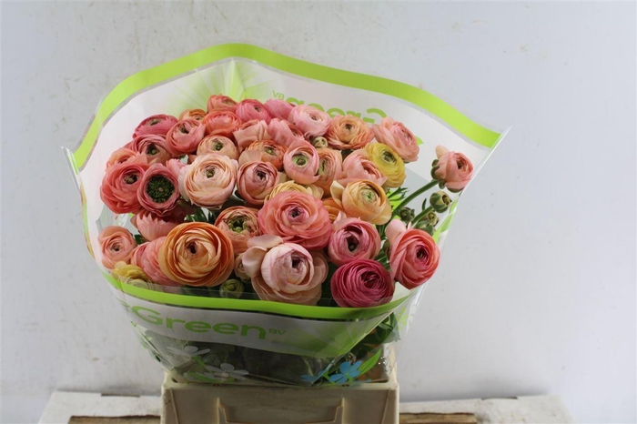 <h4>Ran Aazur Salmon</h4>