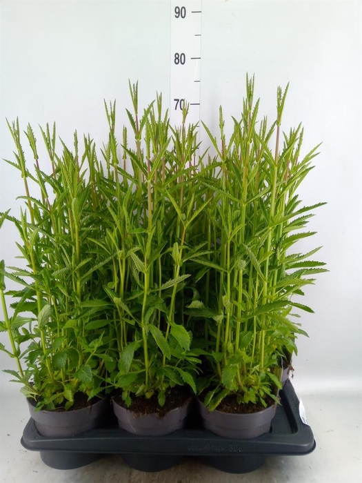 <h4>Verbena   ...</h4>